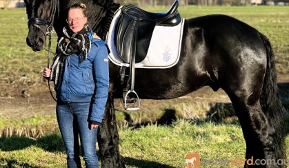 Jet-Black Friesian 5 Year Old Friesian Gelding .  on HorseYard.com.au