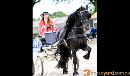 Olle 5 yr old Year Old Friesian Gelding .  on HorseYard.com.au