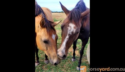 Solid paint bred mare on HorseYard.com.au