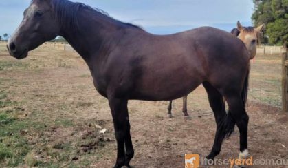 Solid paint bred mare on HorseYard.com.au