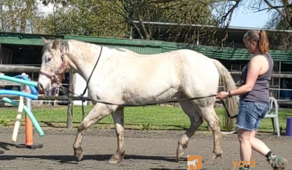 SOLD Sweet 15hh Appy Project - Video available on HorseYard.com.au