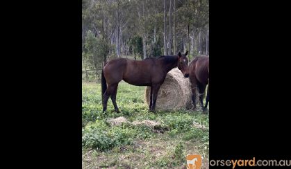 Quiet Kind mare  on HorseYard.com.au