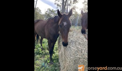 Quiet Kind mare  on HorseYard.com.au