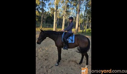 Quiet Kind mare  on HorseYard.com.au