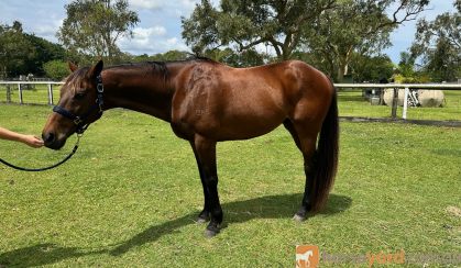 Roger 11yr old 16hh OTTB gelding on HorseYard.com.au