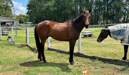 Roger 11yr old 16hh OTTB gelding on HorseYard.com.au