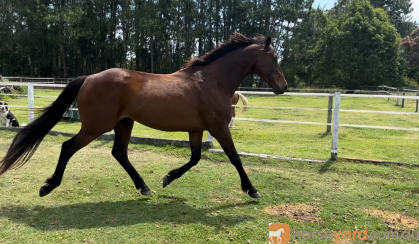 Roger 11yr old 16hh OTTB gelding on HorseYard.com.au