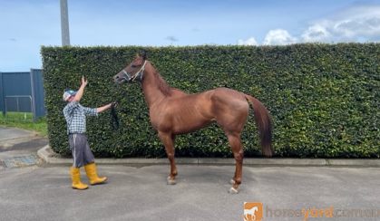 Stunning Nicconi 5Yr Mare Ex Sound Race Horse on HorseYard.com.au
