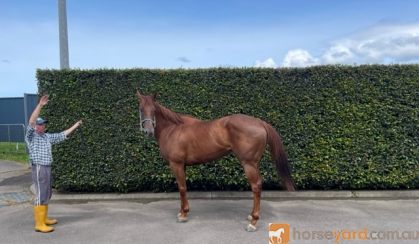 Stunning Nicconi 5Yr Mare Ex Sound Race Horse on HorseYard.com.au