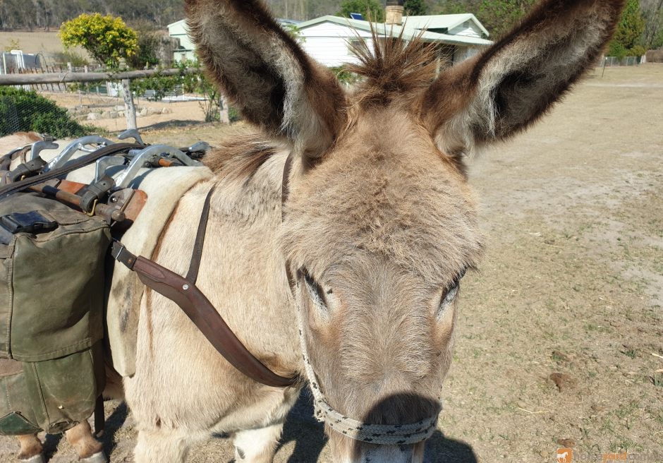 Arabian mules for on sale sale