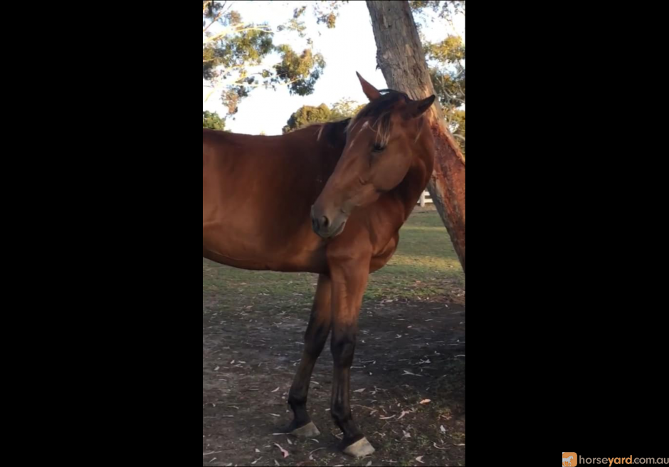 Standardbred Mare for 1800.00$. Horses for sale at VIC, Clyde North ...