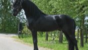 Outstanding Friesian Gelding Horse for sale . on HorseYard.com.au
