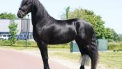 Smooth skin friesian gelding horse Koko on HorseYard.com.au