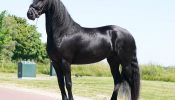 Clean and lovely Friesian gelding horse. on HorseYard.com.au