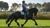 Big Alex friesian gelding horse. on HorseYard.com.au