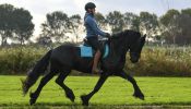 Lovable gelding Friesian horses for sale. on HorseYard.com.au