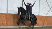 Cool and awesome Friesian gelding horse . on HorseYard.com.au