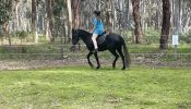 Beautiful Steel Grey registered Welsh X Aus pony on HorseYard.com.au