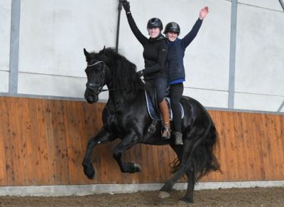 Young talent friesian gelding horse. (Alex) on HorseYard.com.au