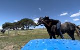 Arabian gelding  on HorseYard.com.au (thumbnail)