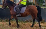 Beginners Connemarra Bay Mare on HorseYard.com.au (thumbnail)