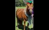 6yr old 12.3hh gelding  on HorseYard.com.au (thumbnail)