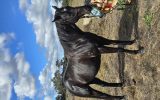 Handsome Fighter (Aust) 2016 Frankie on HorseYard.com.au (thumbnail)