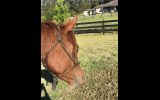 Quality Arabian Gelding  on HorseYard.com.au (thumbnail)