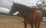 Arabian riding pony colt  on HorseYard.com.au (thumbnail)