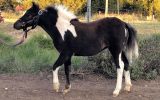 Pinto Miniature Filly on HorseYard.com.au (thumbnail)