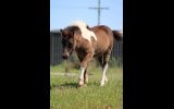 Pinto Miniature Filly on HorseYard.com.au (thumbnail)