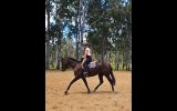 Quiet Kind mare  on HorseYard.com.au (thumbnail)