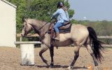 Beginner Safe Horse For Kids on HorseYard.com.au (thumbnail)