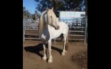 ** Gandalf **  Beautiful Half Draught Horse Stallion  on HorseYard.com.au (thumbnail)