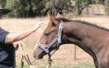 Anglo Arabian Yearling Filly(make a reasonable offer). on HorseYard.com.au (thumbnail)