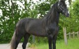 Gorgeous Airo P.R.E. Stallion Horse on HorseYard.com.au (thumbnail)