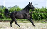 This is a seven year old dream All Star P.R.E. Gelding Horse . on HorseYard.com.au (thumbnail)