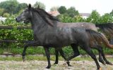 AMAZING AND ENERGETIC Avelan P.R.E. Mare HORSE FOR SALE.. on HorseYard.com.au (thumbnail)