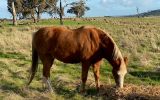 Welsh B Pony on HorseYard.com.au (thumbnail)