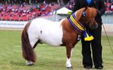 Outstanding AMPS/APSB gelding - 2 years - Royal Show Quality on HorseYard.com.au (thumbnail)