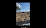 Arabian gelding  on HorseYard.com.au (thumbnail)