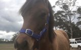 Arabian riding pony colt  on HorseYard.com.au (thumbnail)