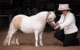 Outstanding AMPS/APSB gelding - 2 years - Royal Show Quality on HorseYard.com.au (thumbnail)