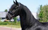 Sweet Beginner Friendly Friesian . on HorseYard.com.au (thumbnail)