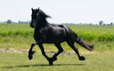 Good Looking Beginner Friendly Friesian. on HorseYard.com.au (thumbnail)