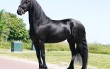 Healthy Beginner Friendly Friesian . on HorseYard.com.au (thumbnail)