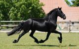 Lovely 4 Years Old Friendly Friesian . on HorseYard.com.au (thumbnail)