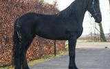 Good Looking Beginner Friendly Friesian . on HorseYard.com.au (thumbnail)