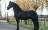 Alex is a 4 year old, 16.2 hand, registered Friesian!  on HorseYard.com.au (thumbnail)