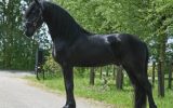 Brilliant Friesian Gelding Horse. on HorseYard.com.au (thumbnail)